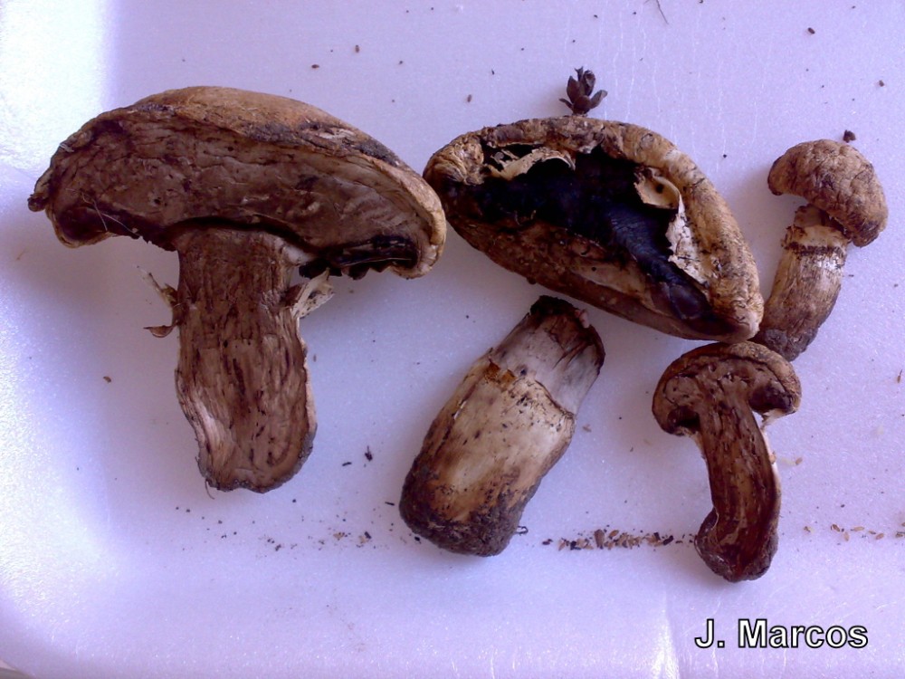 Agaricus para determinar 1